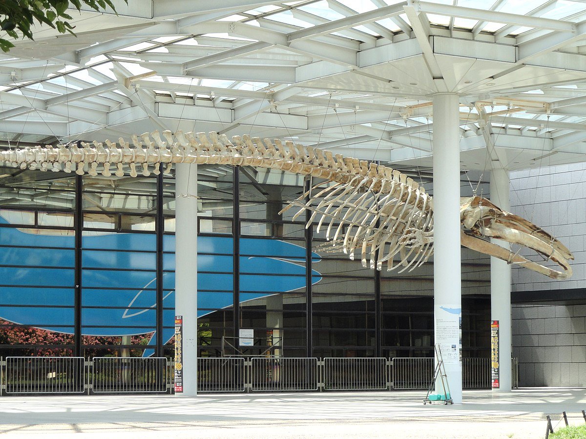 🏛️ 오사카 시립 자연사 박물관 이미지 7